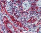 HLA-E Antibody (clone MEM-E/06)
